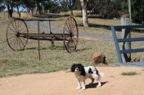 Bumblebrook Farm Motel - Yamba Accommodation 5