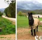 Emerald Park Holiday Farm - Yamba Accommodation