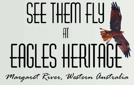 Eagles Heritage Raptor Wildlife Centre - Yamba Accommodation