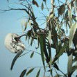 Dianne Tanzer Gallery & Projects - Yamba Accommodation 1
