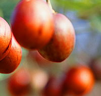 Tropical Fruit World - Yamba Accommodation