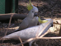 Wirrimbirra Sanctuary - Yamba Accommodation 1