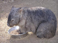 Wirrimbirra Sanctuary - Yamba Accommodation 2