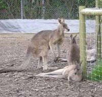 Jirrahlinga Koala  Wildlife Sanctuary - Yamba Accommodation