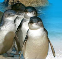 Phillip Island Penguin Parade - Yamba Accommodation