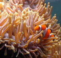 Reef HQ Great Barrier Reef Aquarium - Yamba Accommodation