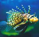 Underwater World - Yamba Accommodation