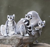 Adelaide Zoo - Yamba Accommodation