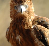 Alice Springs Desert Park - Yamba Accommodation