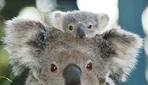  Yamba Accommodation