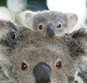 Billabong Koala and Wildlife Park - Yamba Accommodation