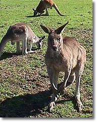 OZe Wildlife - Yamba Accommodation 1