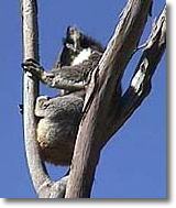 OZe Wildlife - Yamba Accommodation 2
