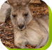 Calmsley Hill City Farm - Yamba Accommodation