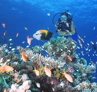 Drop Zone Dive Site - Yamba Accommodation