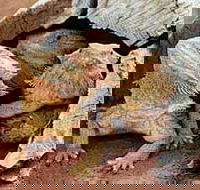 Alice Springs Reptile Centre - Yamba Accommodation