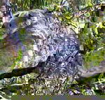 Koala Conservation Centre - Yamba Accommodation