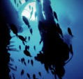 Scuba World - Yamba Accommodation