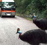 Kookaburra Tours - Yamba Accommodation