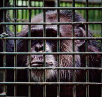 Rockhampton Zoo - Yamba Accommodation