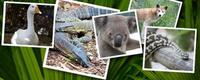 Rockhampton Zoo - Yamba Accommodation 2