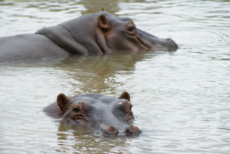 Cairns Wildlife Safari Reserve - Yamba Accommodation 2