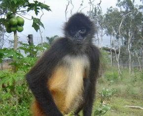Cairns Wildlife Safari Reserve - Yamba Accommodation 3