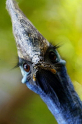 Symbio Wildlife Gardens - Yamba Accommodation 2