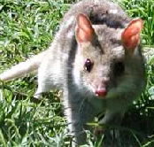 Urimbirra Wildlife Park - Yamba Accommodation