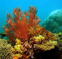 Three Islands Whale Shark Dive