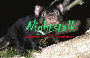 Something Wild - Yamba Accommodation 1