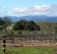 Buller View Wines - Yamba Accommodation