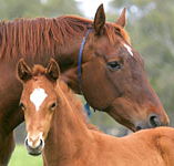 Blue Gum Farm - Yamba Accommodation