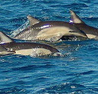 Dolphin Swim Australia - Yamba Accommodation