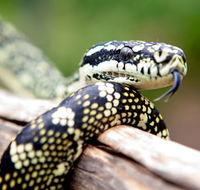 Reptile Encounters - Yamba Accommodation