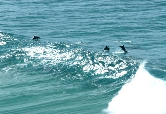 Beach Trekkers North Stradbroke Island - Yamba Accommodation 2