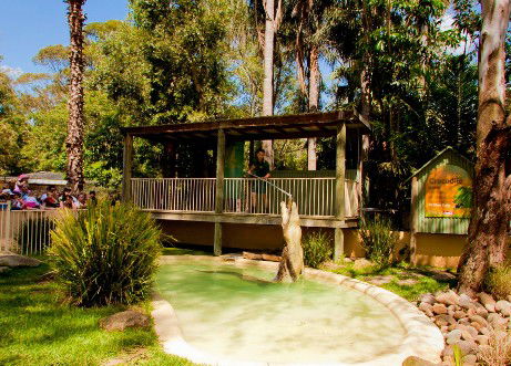 Featherdale Wildlife Park - Yamba Accommodation 2