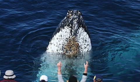 Spirit Of Gold Coast Whale Watching - Yamba Accommodation 1