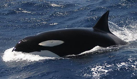 Spirit Of Gold Coast Whale Watching - Yamba Accommodation 2