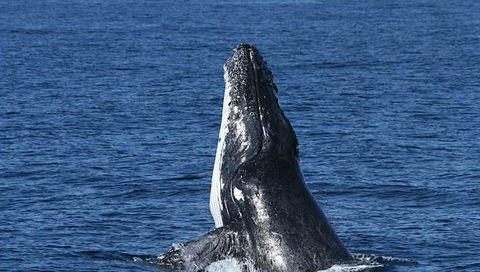 Spirit Of Gold Coast Whale Watching - Yamba Accommodation 3