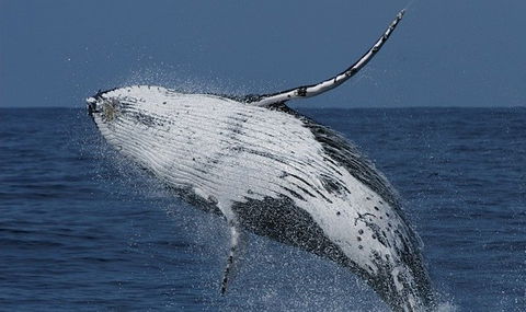 Spirit Of Gold Coast Whale Watching - Yamba Accommodation 4