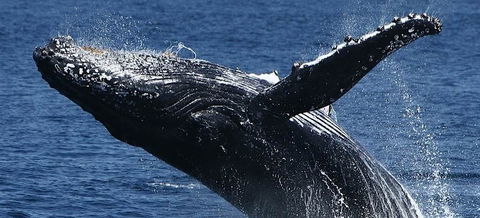 Spirit Of Gold Coast Whale Watching - Yamba Accommodation 5
