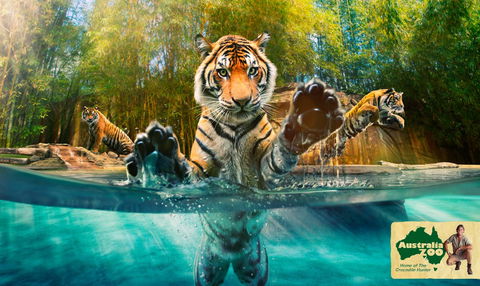 Australia Zoo - Yamba Accommodation 9