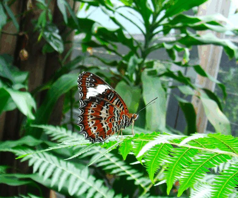 Australian Butterfly Sanctuary - Yamba Accommodation 1