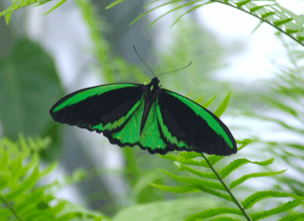 Australian Butterfly Sanctuary - Yamba Accommodation 2