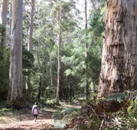 Warren River Loop Walk - Yamba Accommodation