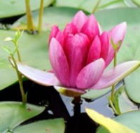The Lotus Day Spa and Retreat - Yamba Accommodation