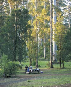 Big Brook Arboretum - Yamba Accommodation 0