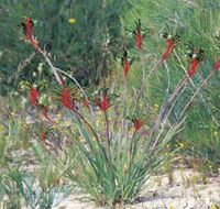 Kalbarri Wildflower Centre - Yamba Accommodation