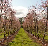 Raeburn Orchards - Yamba Accommodation